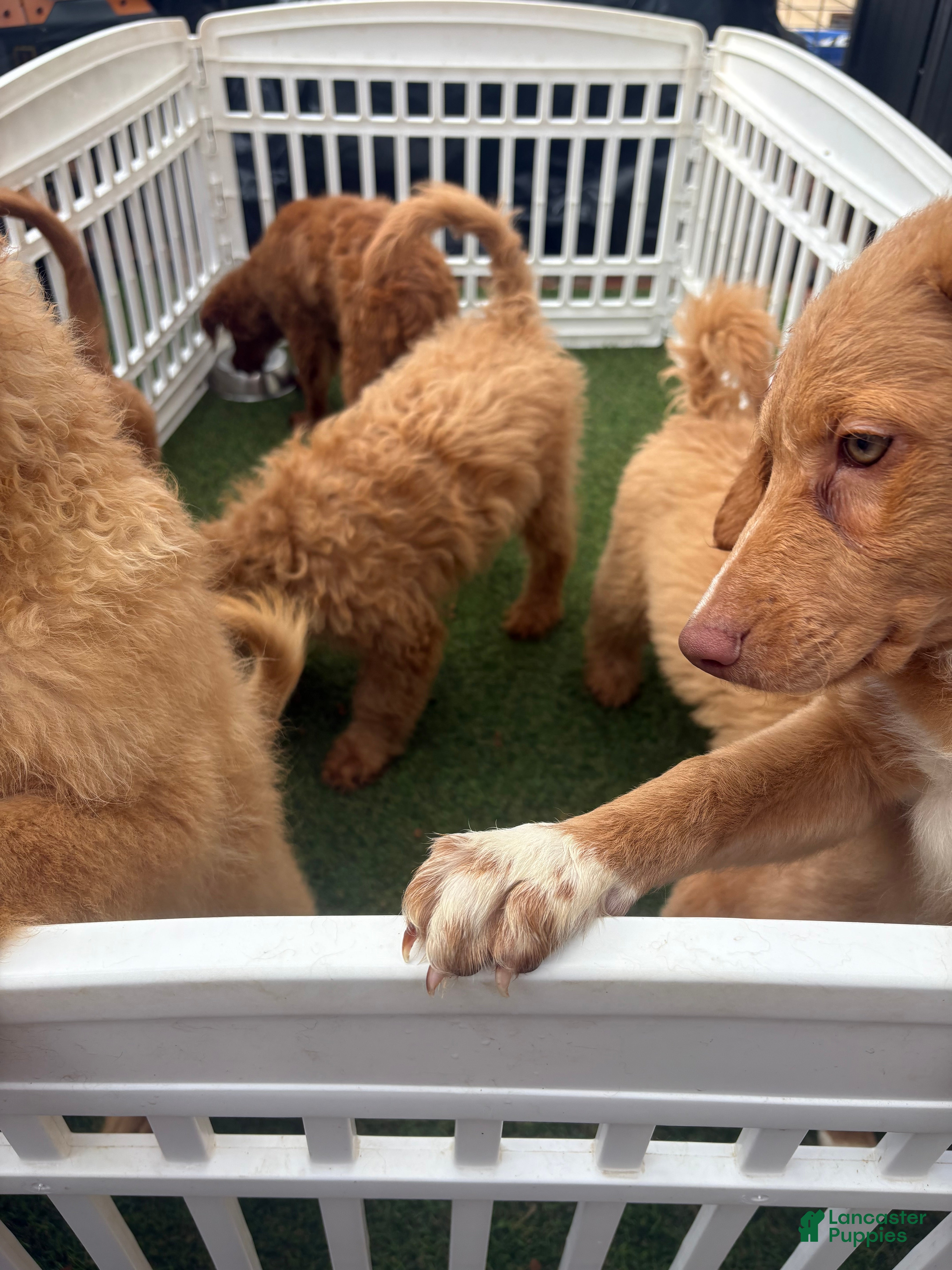 Goldendoodle dogs Fuchsia  - Ad 2