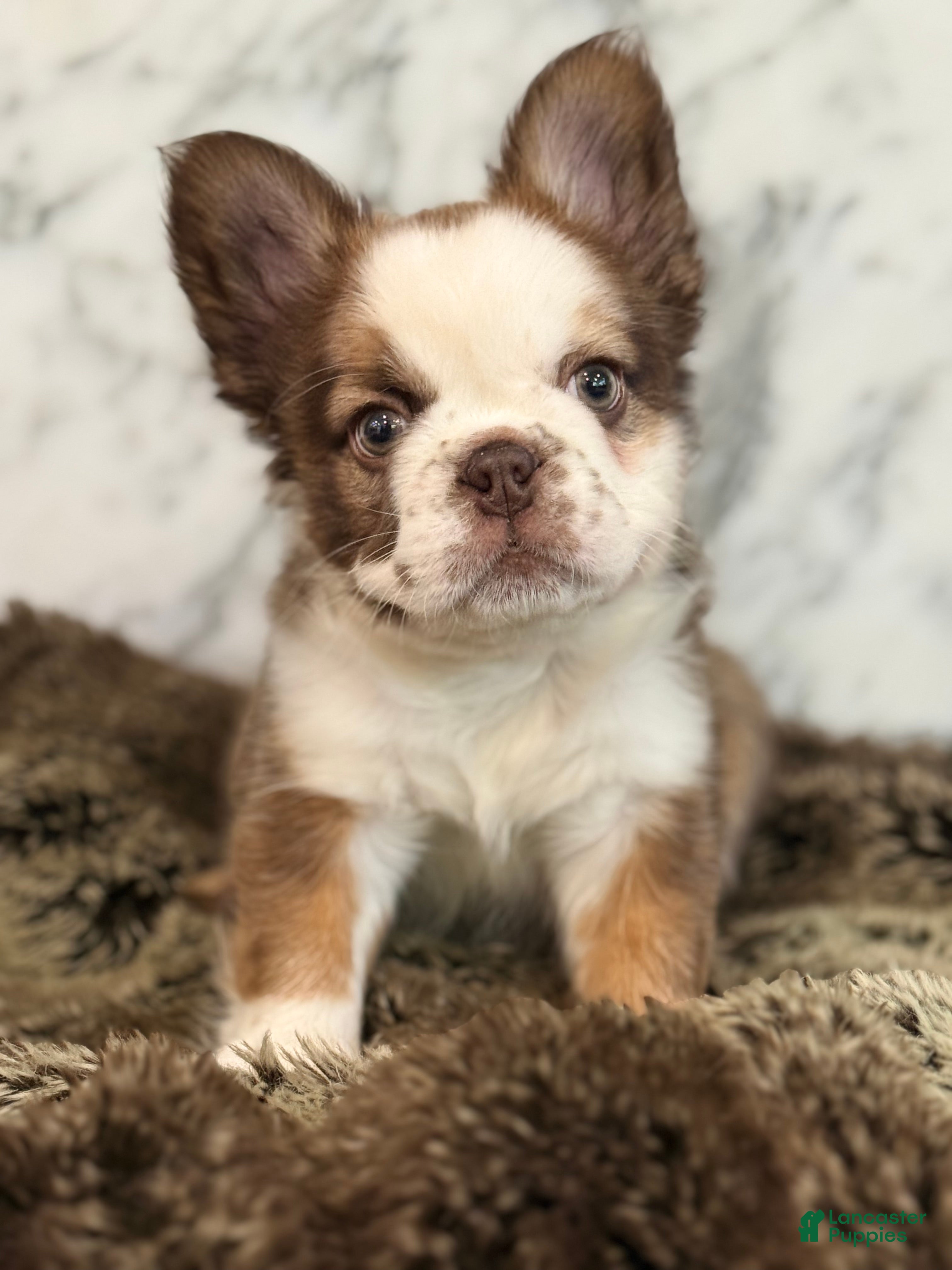 French Bulldog dogs French Bulldog Puppy 1 - Ad 1