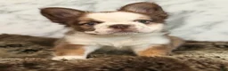 French Bulldog dogs for sale: French Bulldog Puppy 1 - Ad 1