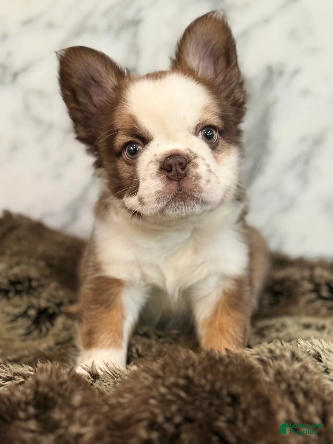 French Bulldog dogs for sale: French Bulldog Puppy 1 - Ad 1