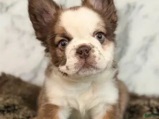 French Bulldog dogs for sale: French Bulldog Puppy 1 - Ad 1