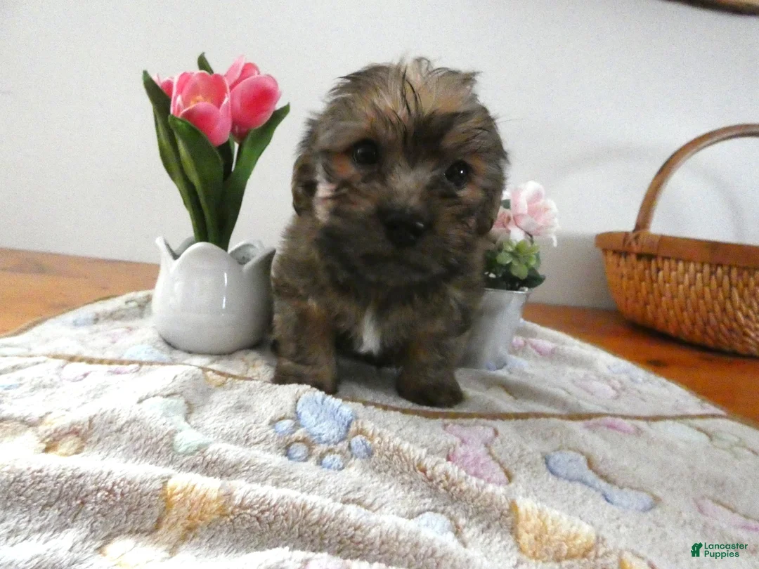 Morkie dogs for sale: Morkie Puppy 3 Sparky - Ad 2
