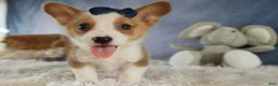 Welsh Corgi Pembroke dogs for sale: Zander 🐾 - Ad 4