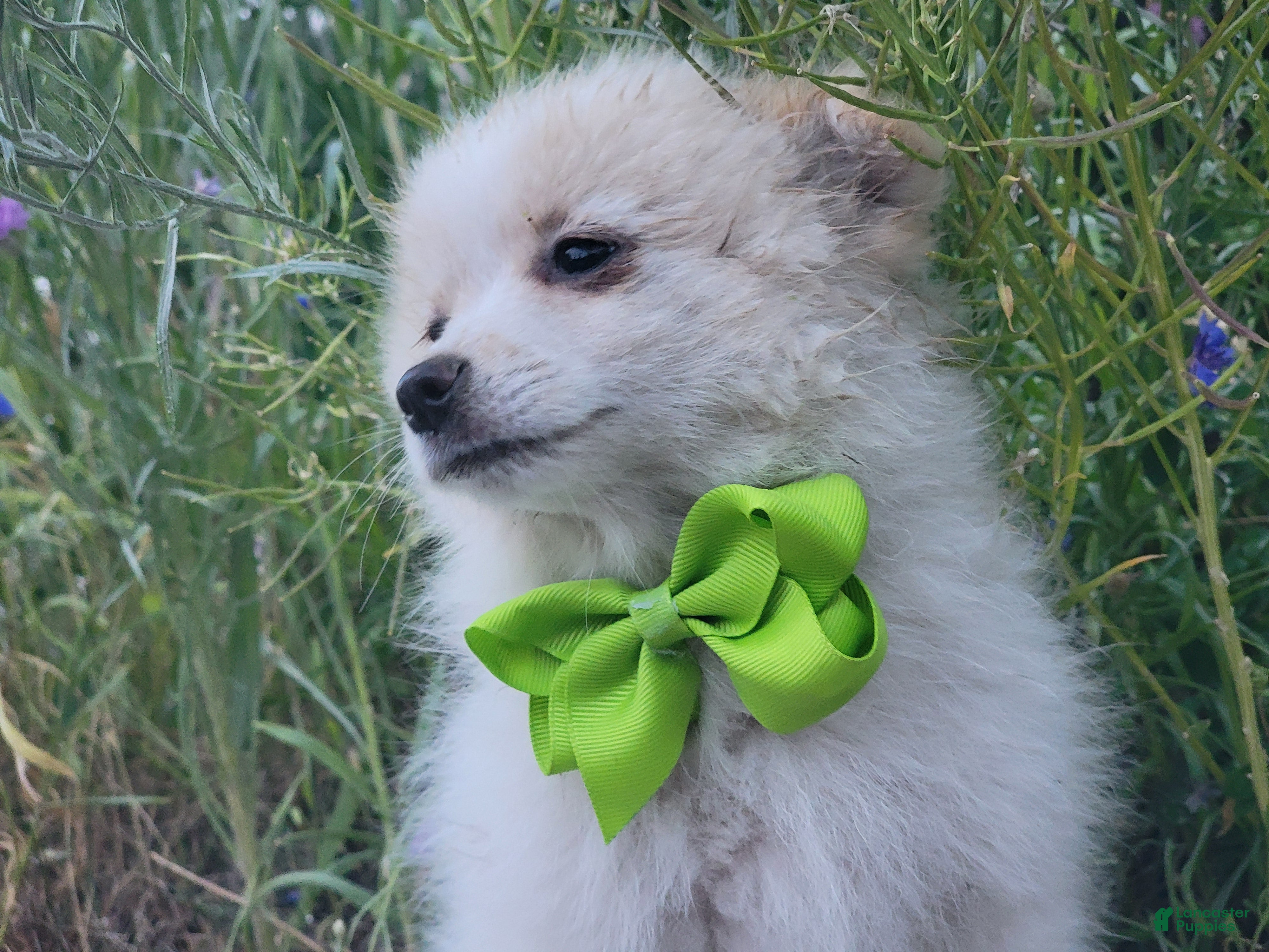 Pomeranian dogs for sale: Arcanine - Ad 2