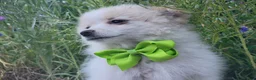 Pomeranian dogs for sale: Arcanine - Ad 1