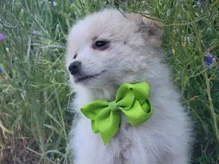 Pomeranian dogs for sale: Arcanine - Ad 2