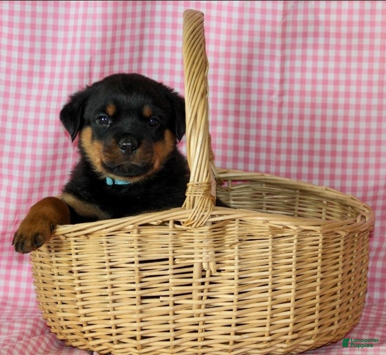Rottweiler dogs Pretzel - Ad 6