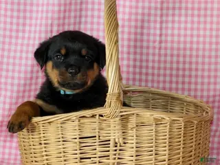 Rottweiler dogs Pretzel - Ad 6
