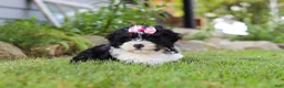 Mini Bernedoodle dogs for sale: Annie - Ad 2