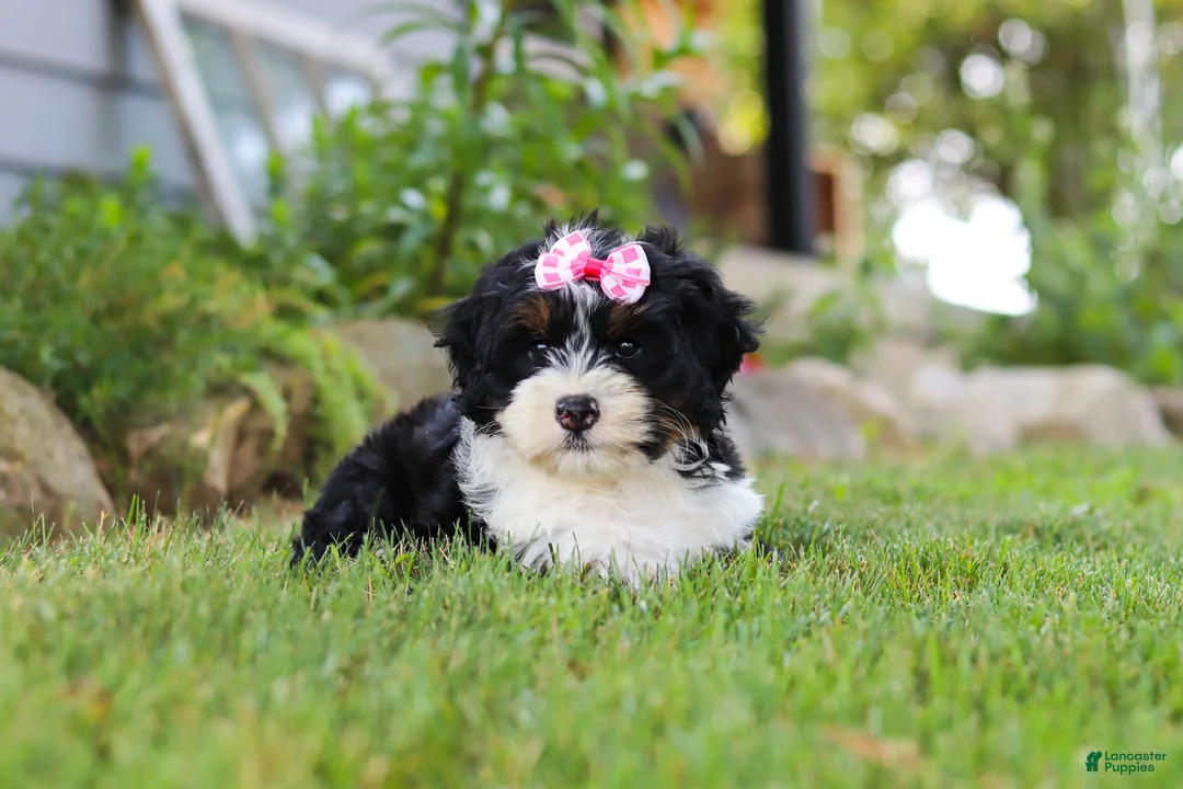 Mini Bernedoodle dogs for sale: Annie - Ad 2