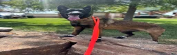 Belgian Malinois dogs for sale: Belgian Malinois 2 - Ad 3