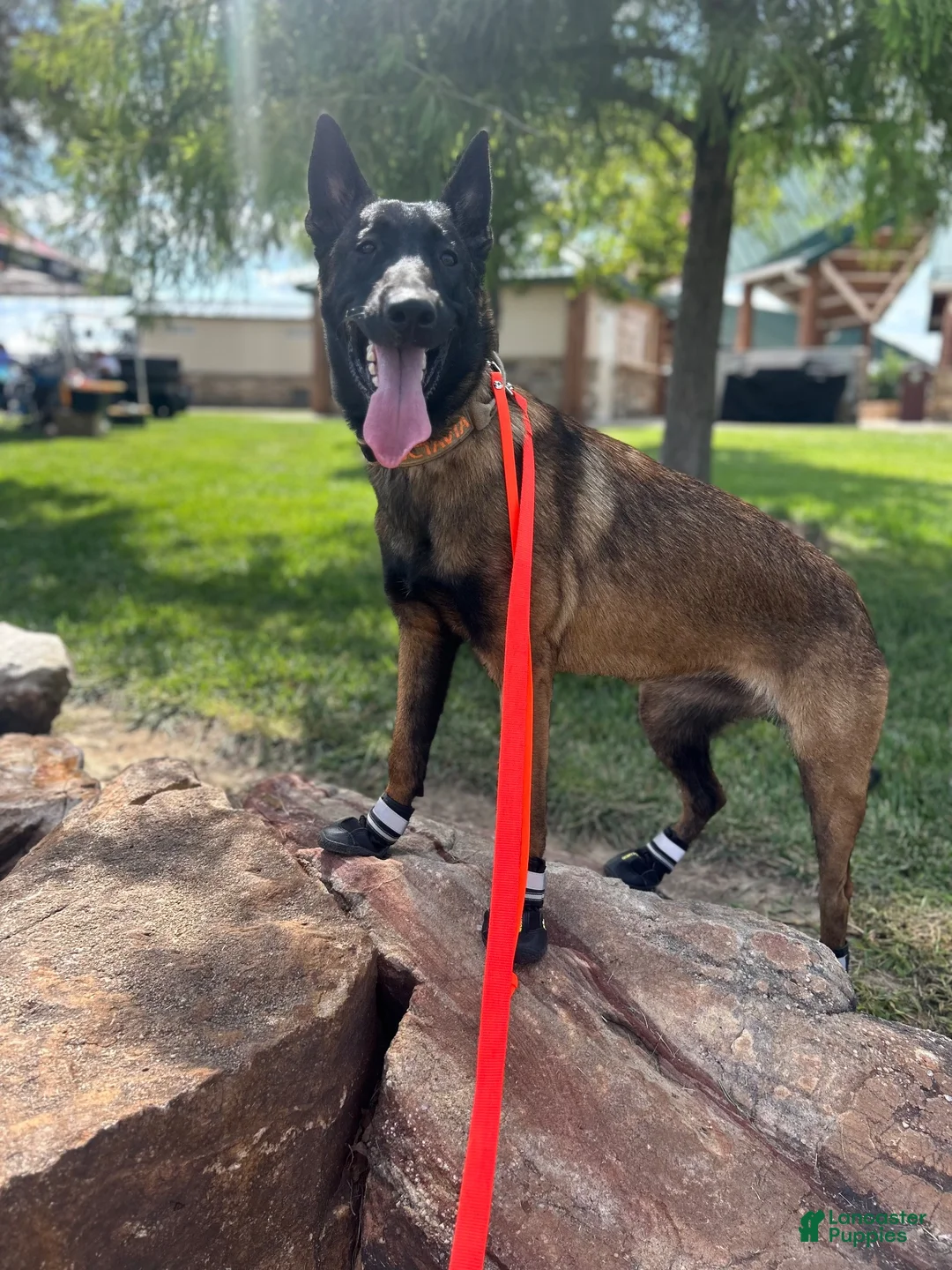 Belgian Malinois dogs for sale: Belgian Malinois 2 - Ad 3