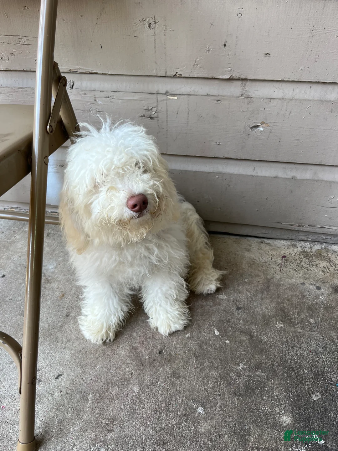 Mixed Breed dogs for sale: Mixed Breed Puppy 1 - Ad 2