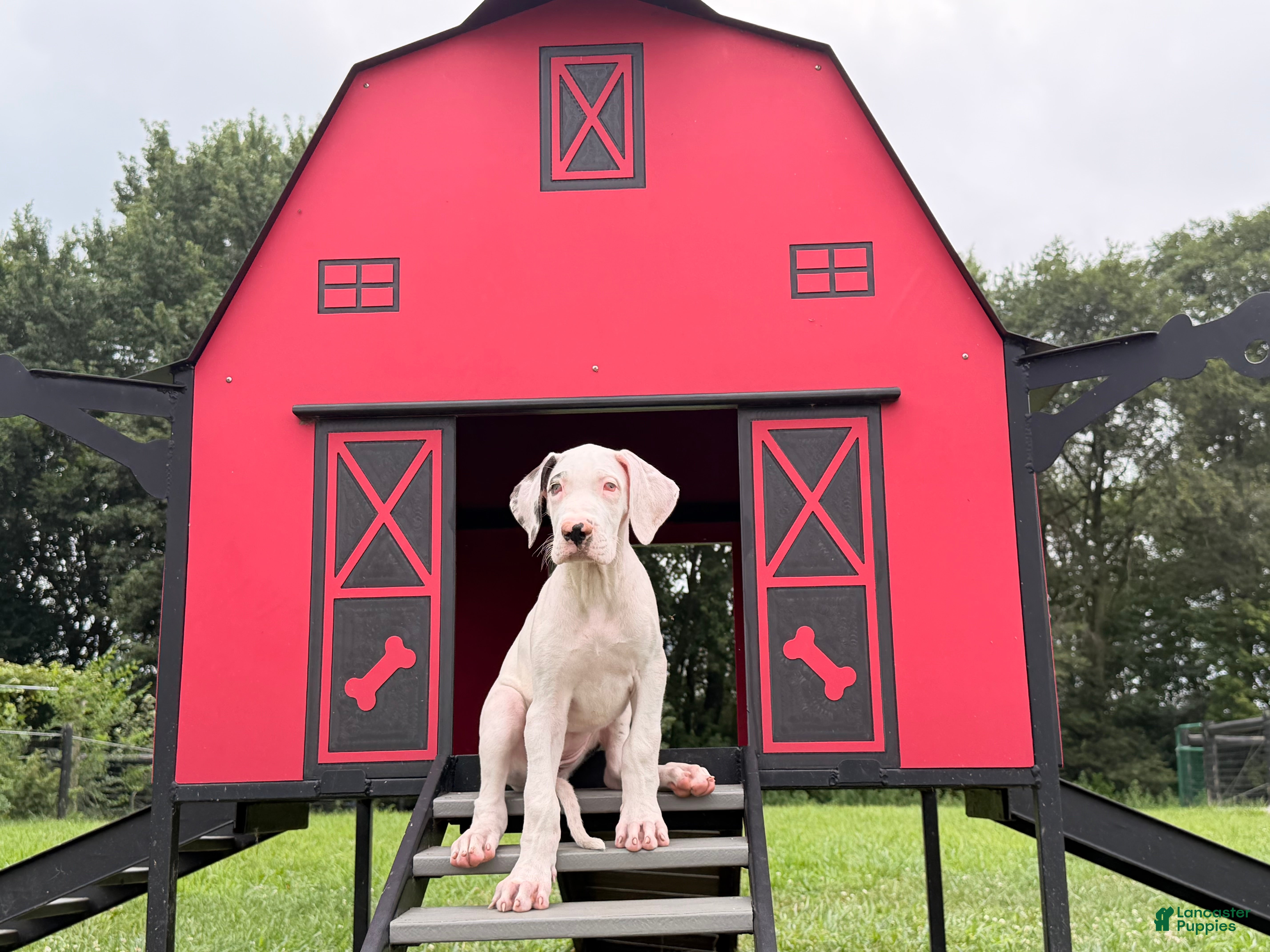 Great Dane dogs Pearl Great Dane  - Ad 1