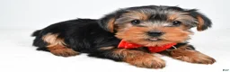 Morkie dogs for sale: Ashton - Ad 3