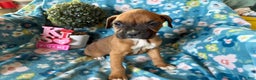 Boxer dogs for sale: Willow - Ad 3