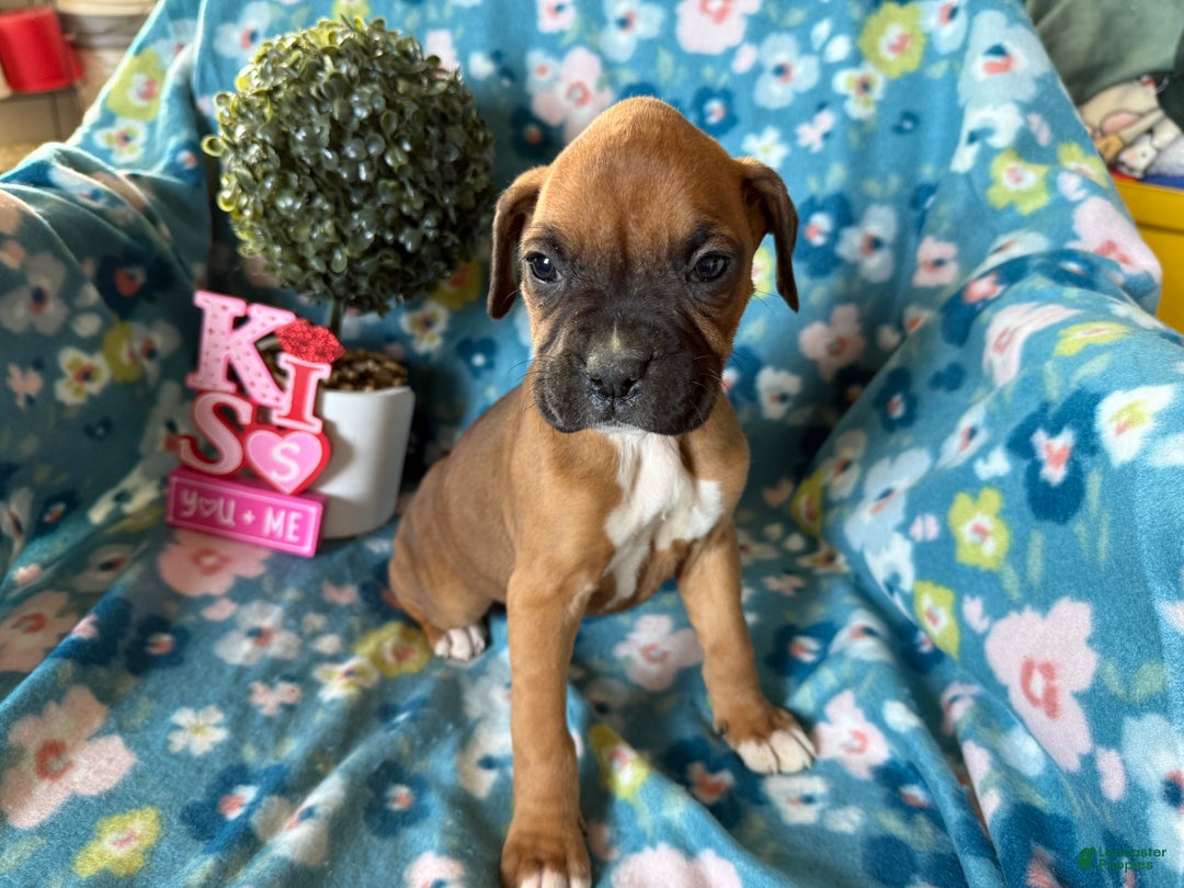 Boxer dogs for sale: Willow - Ad 3