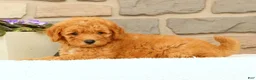 Mini Goldendoodle dogs for sale: Cora - Ad 8