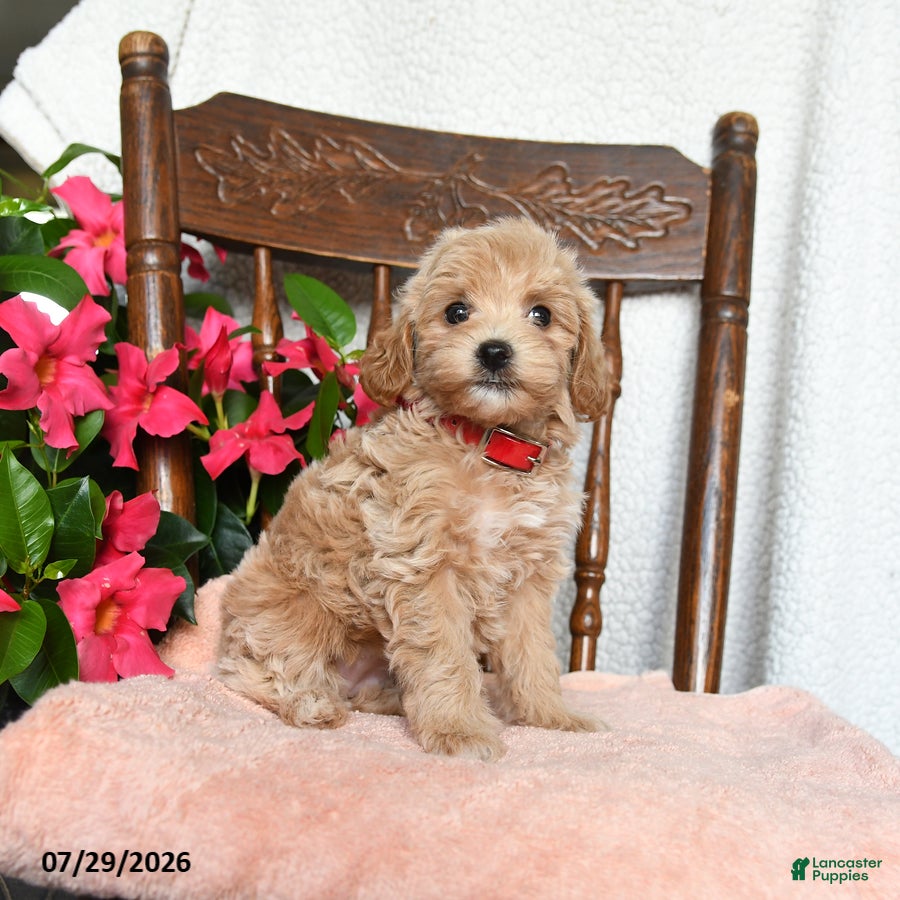 Maltipoo dogs Sophie - Ad 2