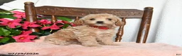 Maltipoo dogs for sale: Sophie - Ad 2