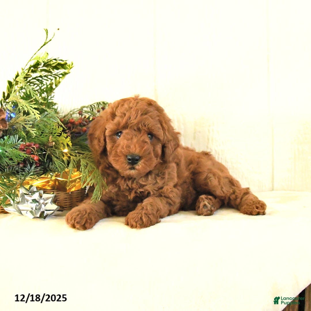Toy Poodle dogs for sale: Bow - Ad 5