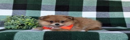 Pomeranian dogs for sale: Conway - Ad 8