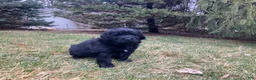 Newfoundland dogs for sale: Lila  - Ad 6