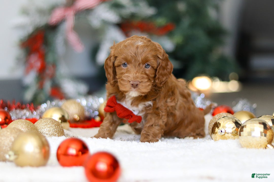 Cockapoo dogs for sale: Cameron - Ad 3