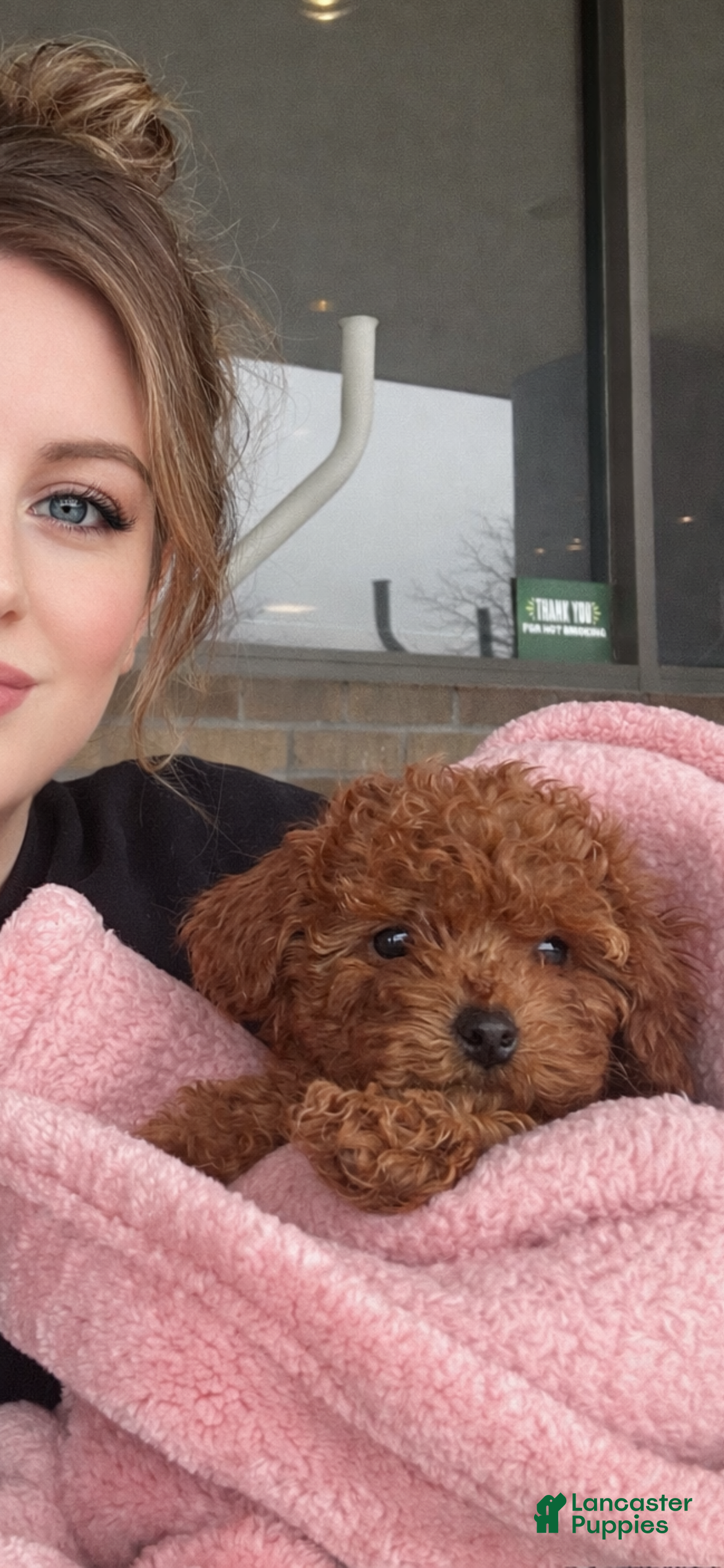 Toy Poodle dogs Sophia Teacup Both Parents Live Here - Ad 1