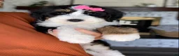 Bernedoodle dogs for sale: Birdie - Ad 5