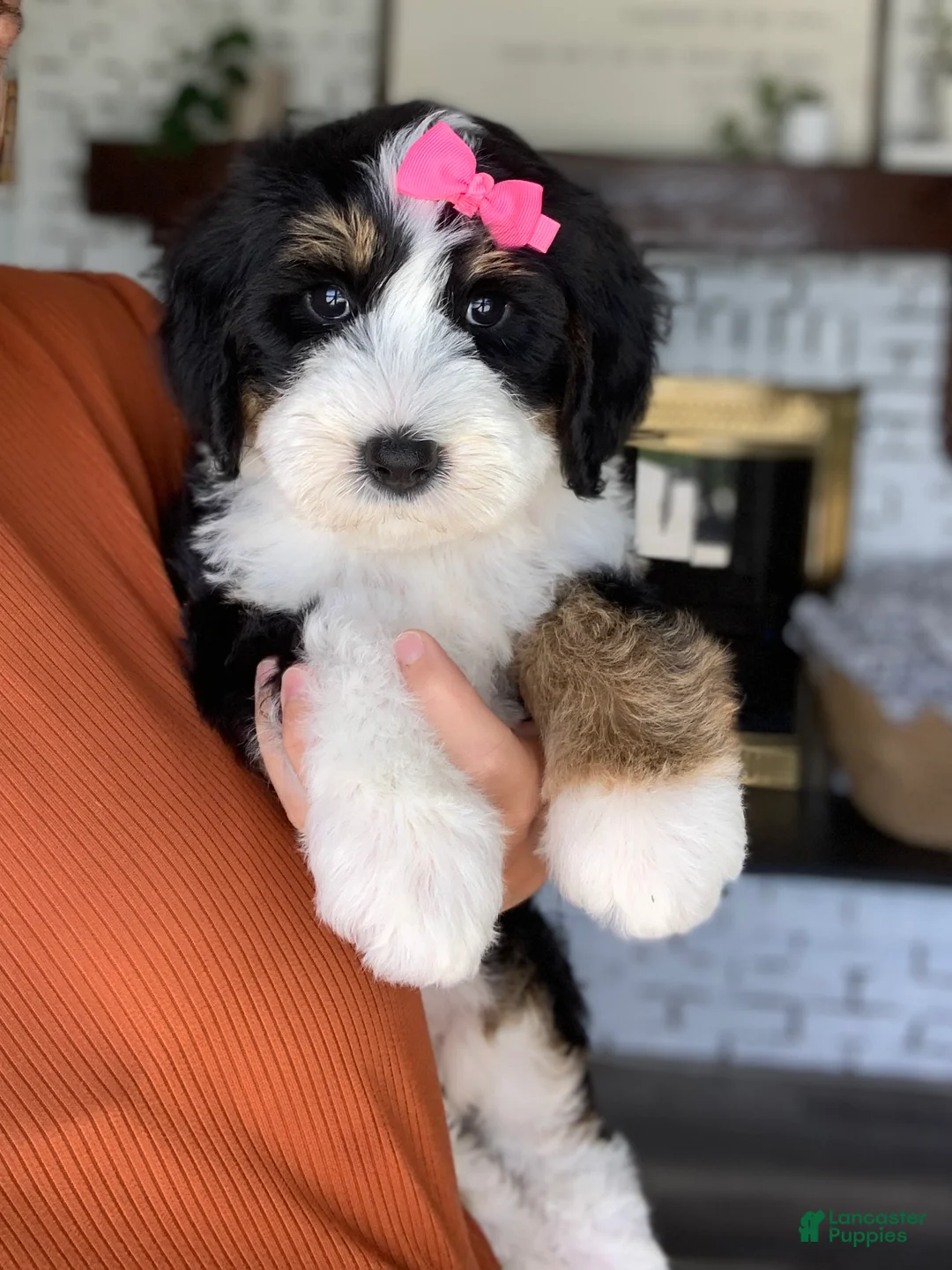 Bernedoodle dogs for sale: Birdie - Ad 5