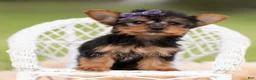Yorkshire Terrier dogs for sale: Candy - Ad 2
