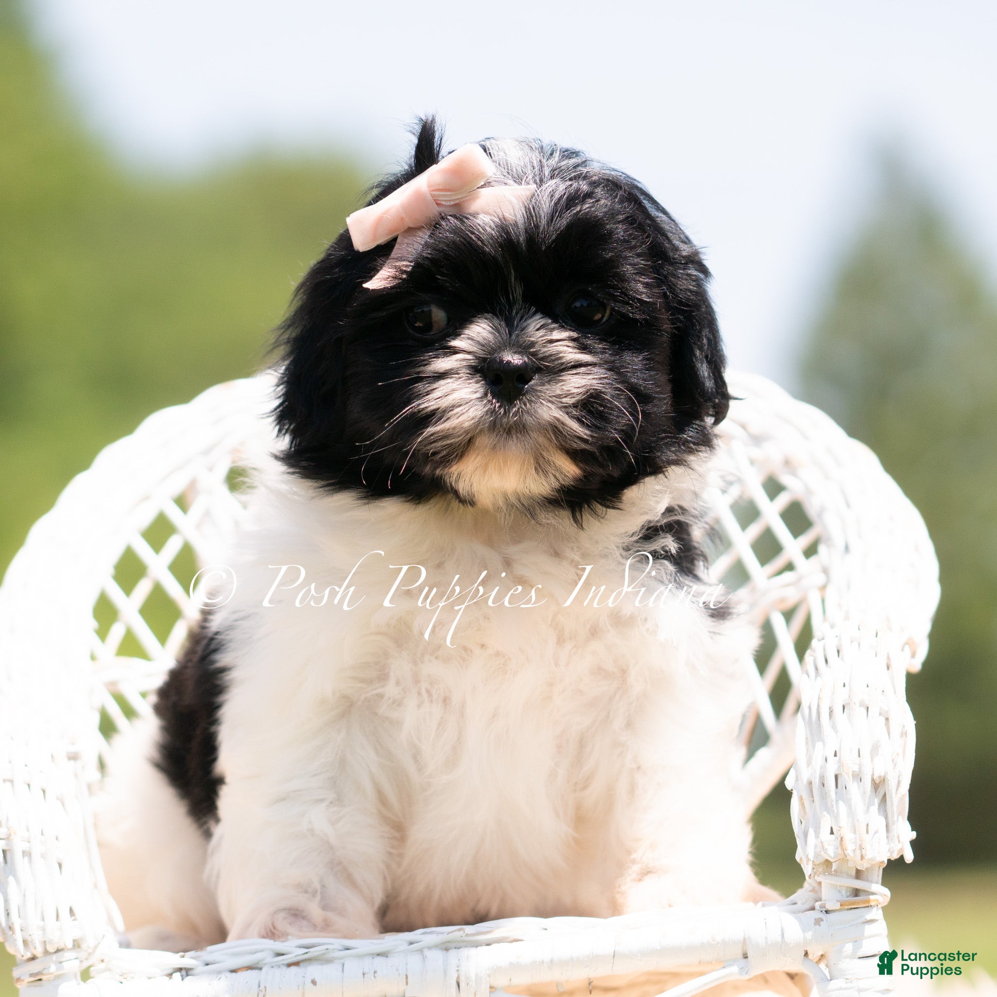 Shih Tzu dogs Penny - Ad 18
