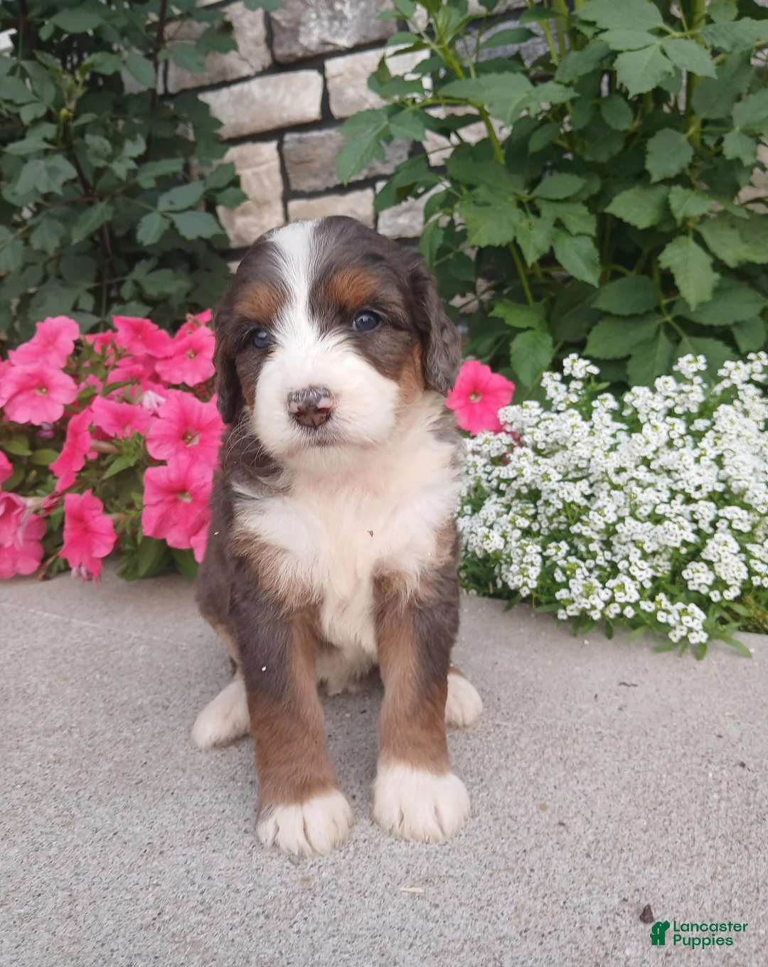 Bernedoodle dogs for sale: Lillie - Ad 2