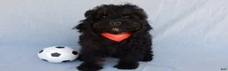 Cockapoo dogs for sale: Smokey - Ad 6