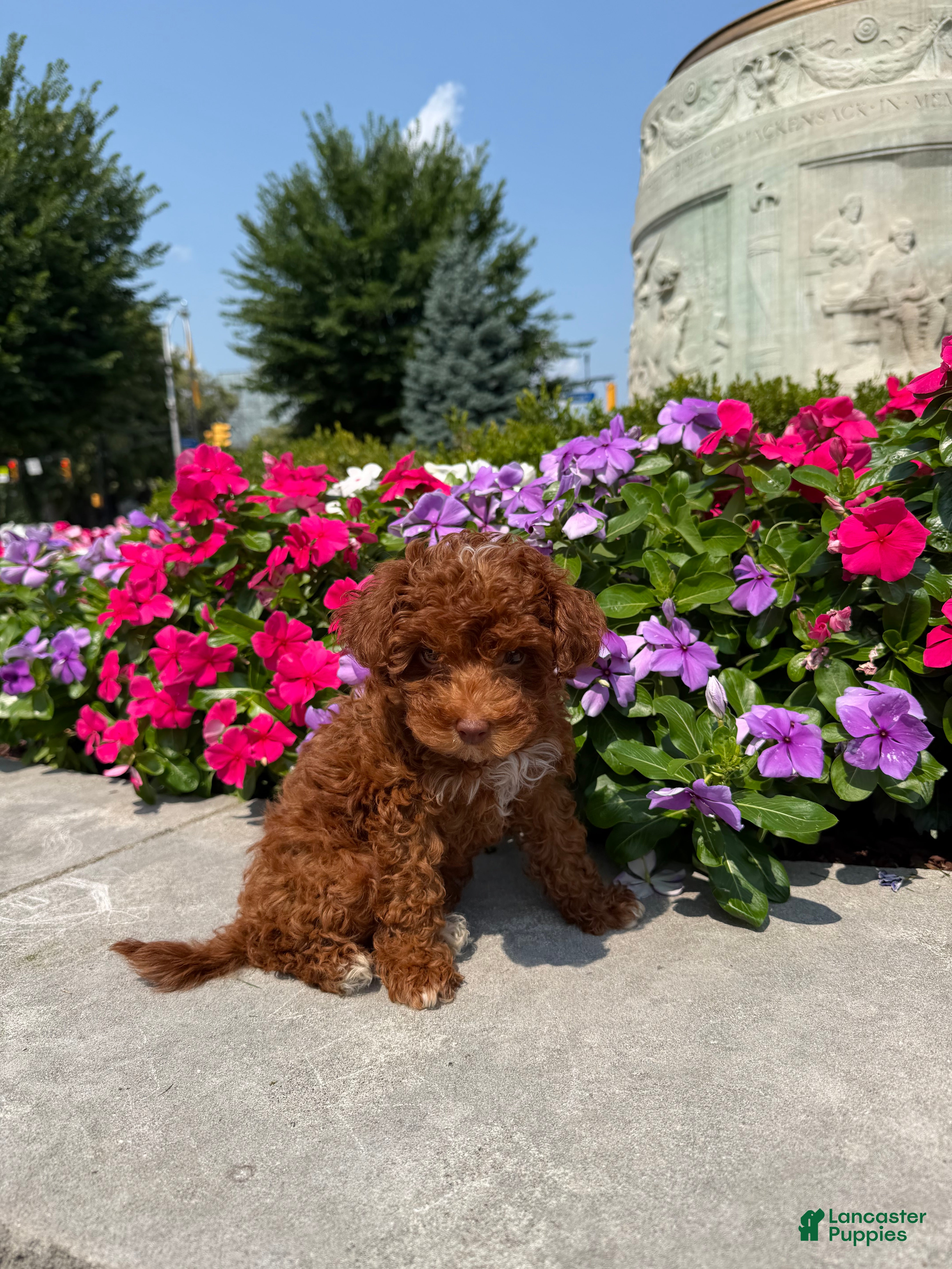 Toy Poodle dogs Cuban🐾❤️ - Ad 2