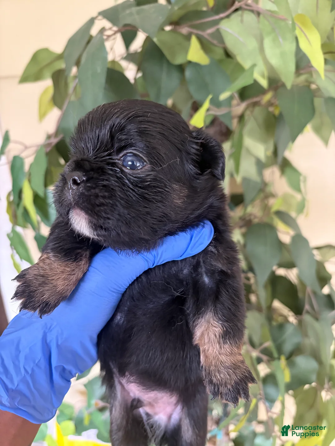 French Bulldog dogs for sale: French Bulldog 4 - Ad 2