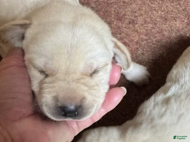 Labrador Retriever dogs for sale: Labrador Retriever 1 - Ad 1