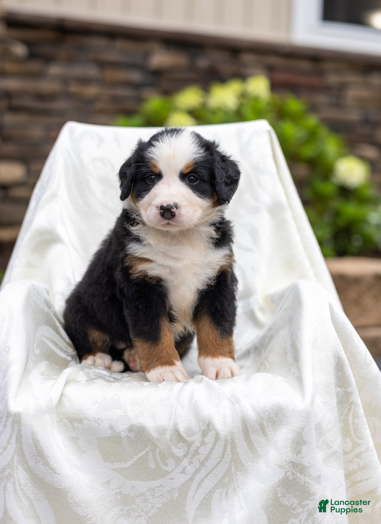 Bernese Mountain Dog dogs Raven - Ad 1