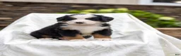 Bernese Mountain Dog dogs for sale: Raven - Ad 1
