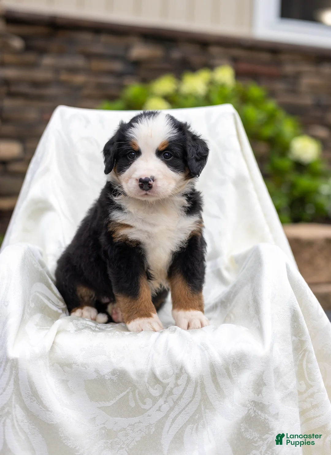 Bernese Mountain Dog dogs for sale: Raven - Ad 1