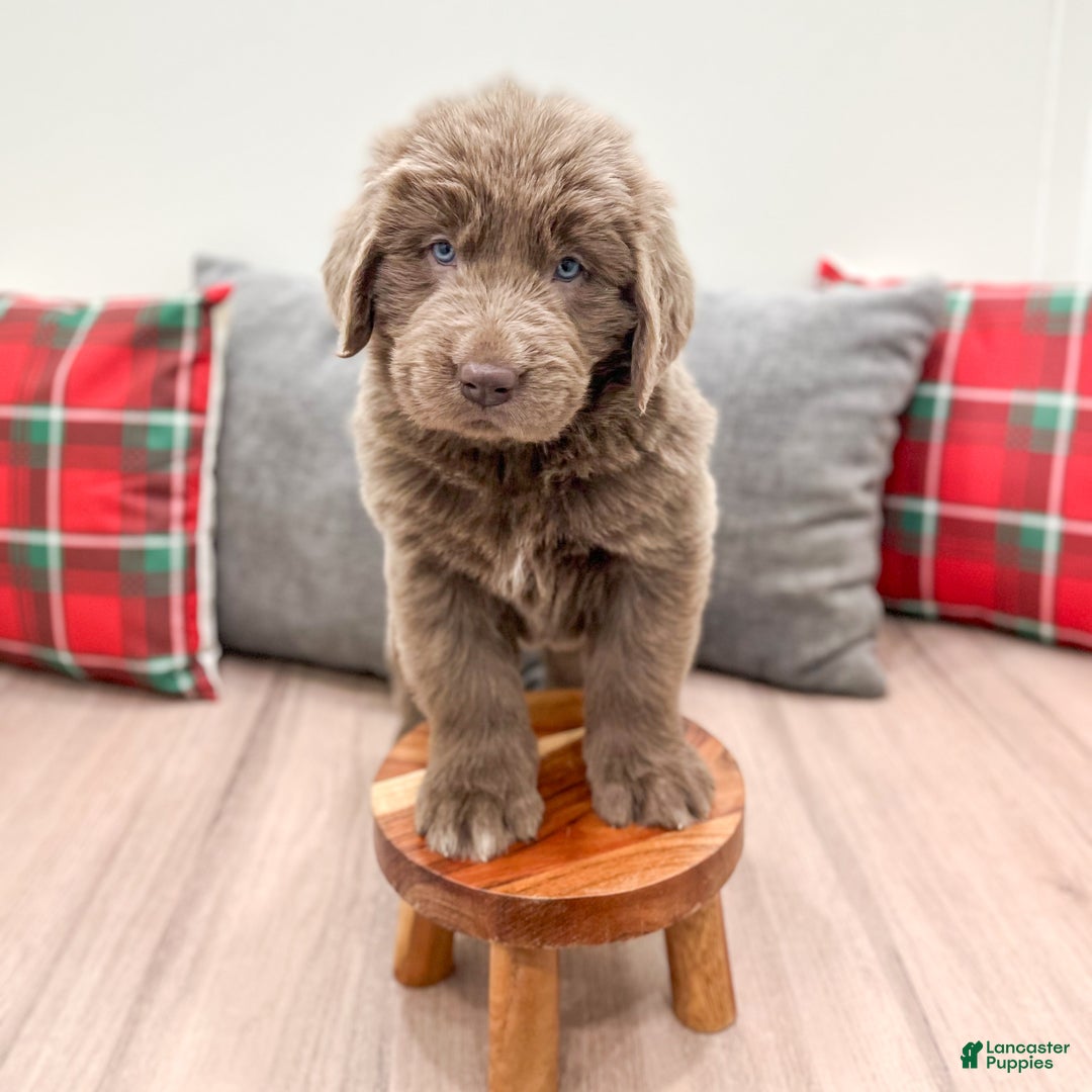 Newfoundland dogs for sale: Violet - Ad 3