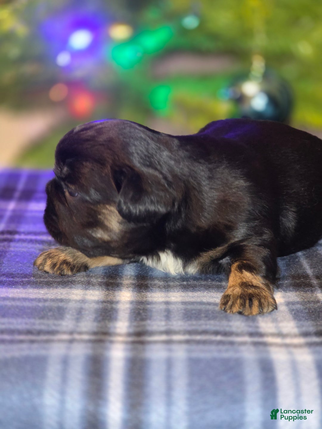 French Bulldog dogs for sale: Female 3 - Ad 2
