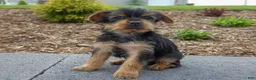 Yorkshire Terrier dogs for sale: Lynn - Ad 3