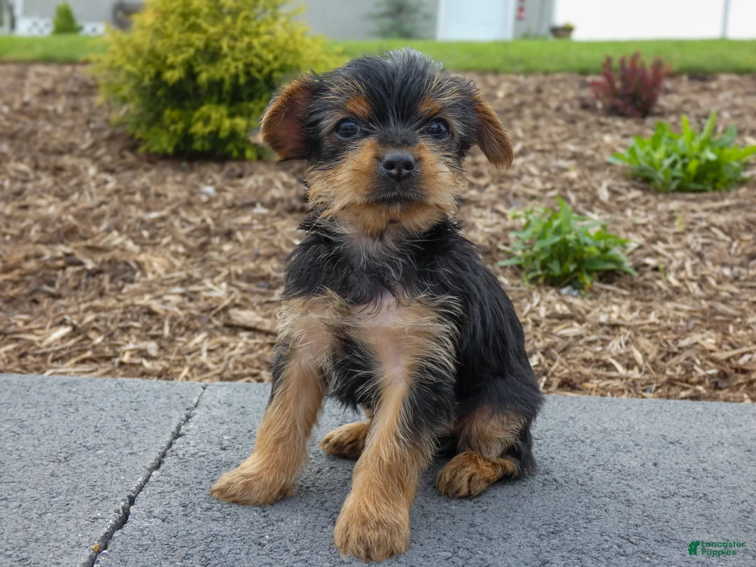 Yorkshire Terrier dogs for sale: Lynn - Ad 3