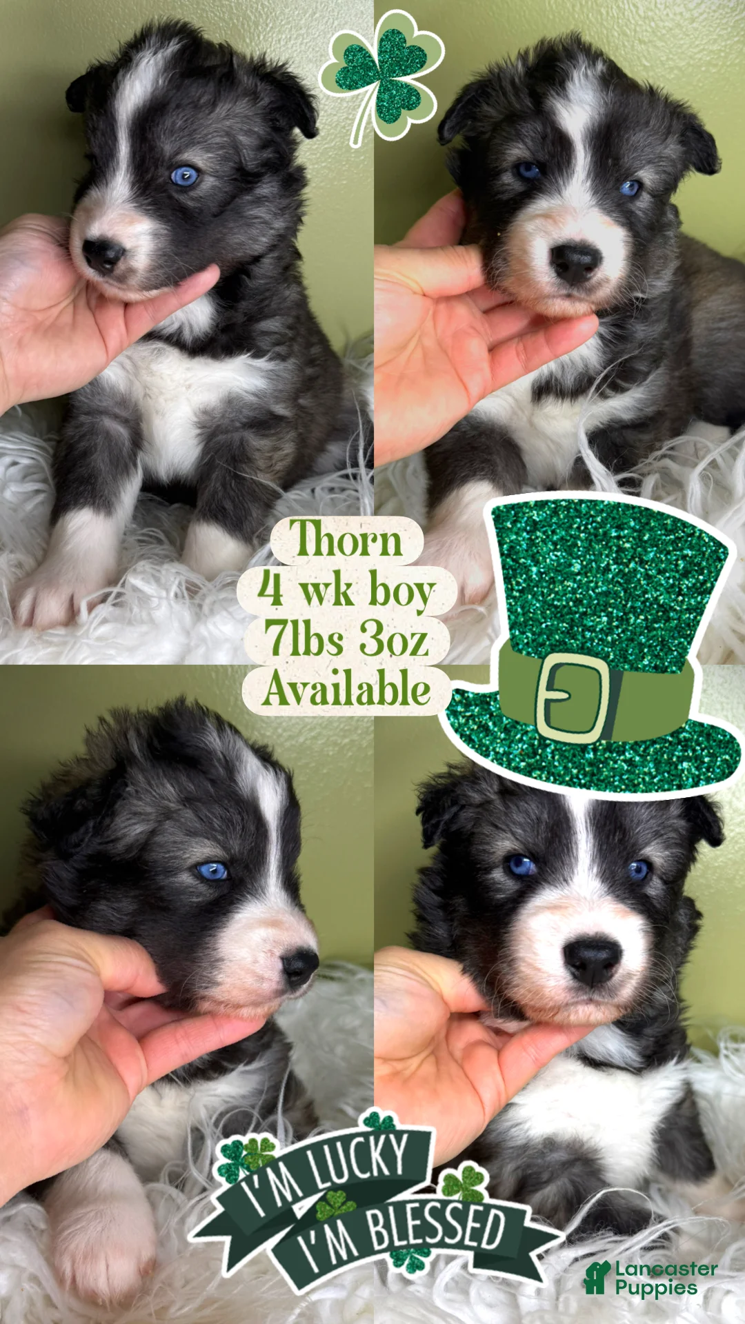 Siberian Husky dogs for sale: Thorn - Ad 1