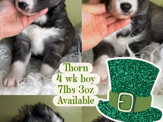 Siberian Husky dogs Thorn - Ad 18