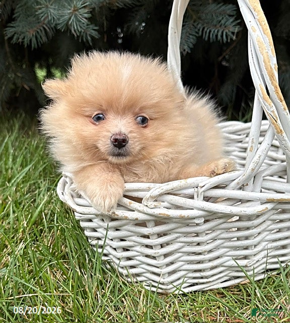 Pomeranian dogs Foxy - Ad 2