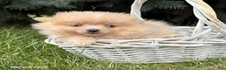 Pomeranian dogs for sale: Foxy - Ad 2