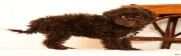 Havapoo dogs for sale: Darla - Ad 3